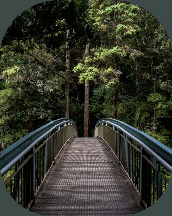 A footbridge leading into a green forest