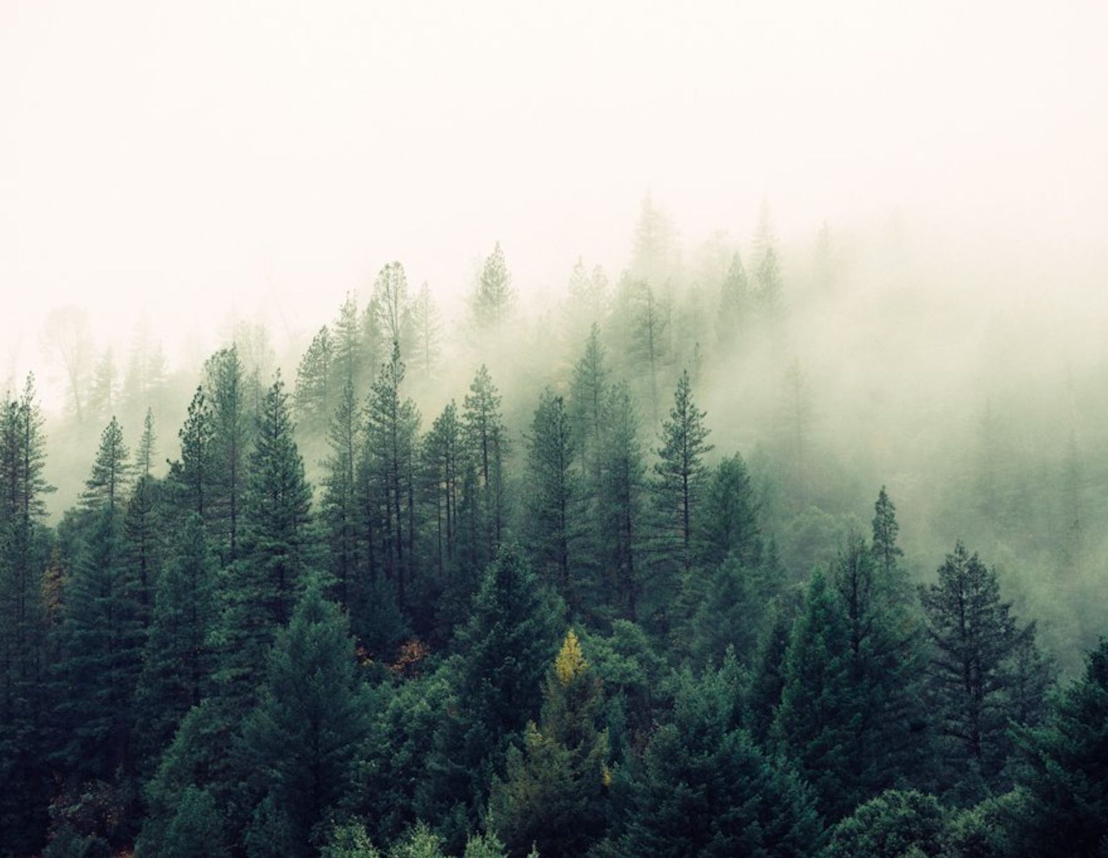 Pine forest in morning fog